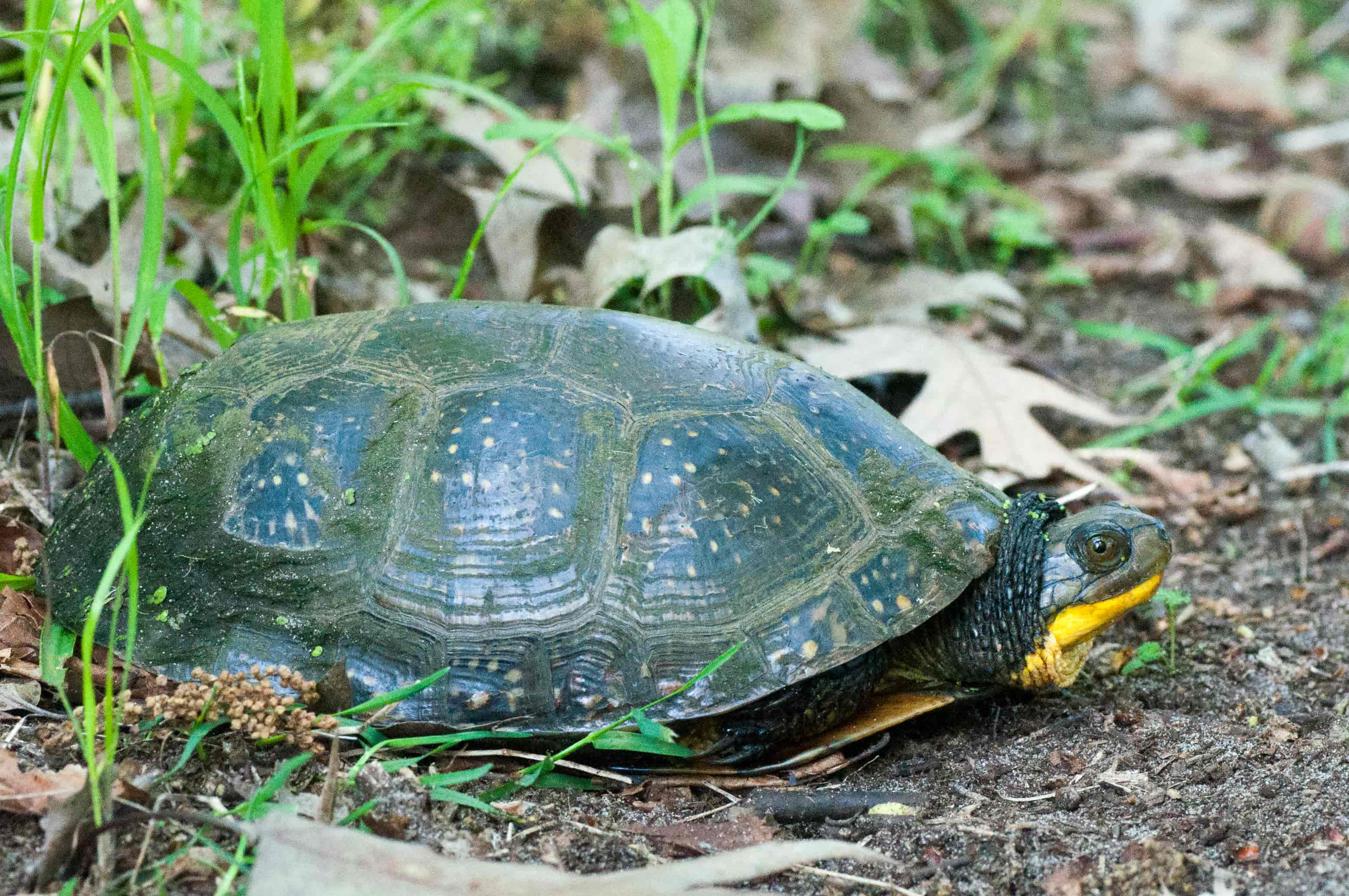 Blanding's Turtle